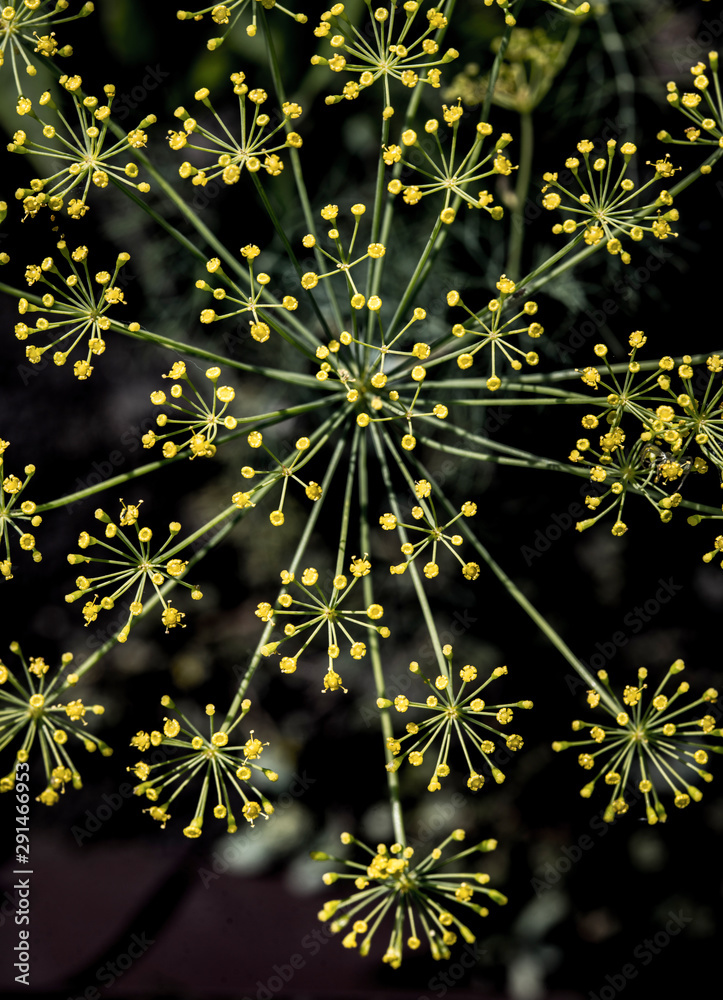 Bright yellow and black background of the blooming fennel plant view from the top Bright yellow and black background of the blooming fennel plant view from the top