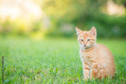 Young orange male cat sit on grass with blurred green background