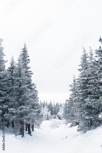 Beautiful snowy winter forest in the mountains