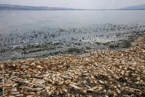 Thousands of dead fish around Lake Koroneia in northern Greece photo