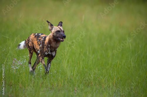 African Wild Dog, Lycaon pictus, running in the splashing water, directly at camera. Close up photo of african endangered predator on hunt. Low angle photo, green Moremi, Okavango delta, Botswana.