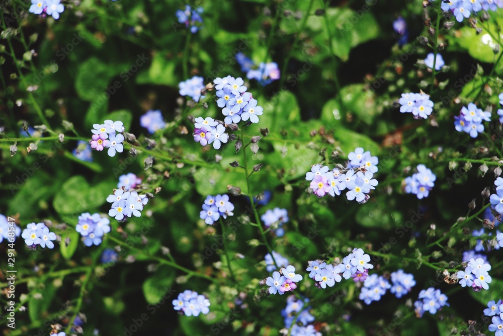 Forget-me-not Forget-me-not