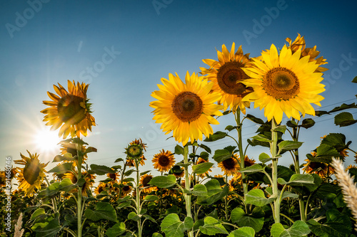 rural landscape  sky  clouds  field  yellow  flowering  sunflowers  clear  Sunny  day  nature  landscape  beauty  summer  space  distance  horizon  trees  grass  recreation  walk  trip  observation