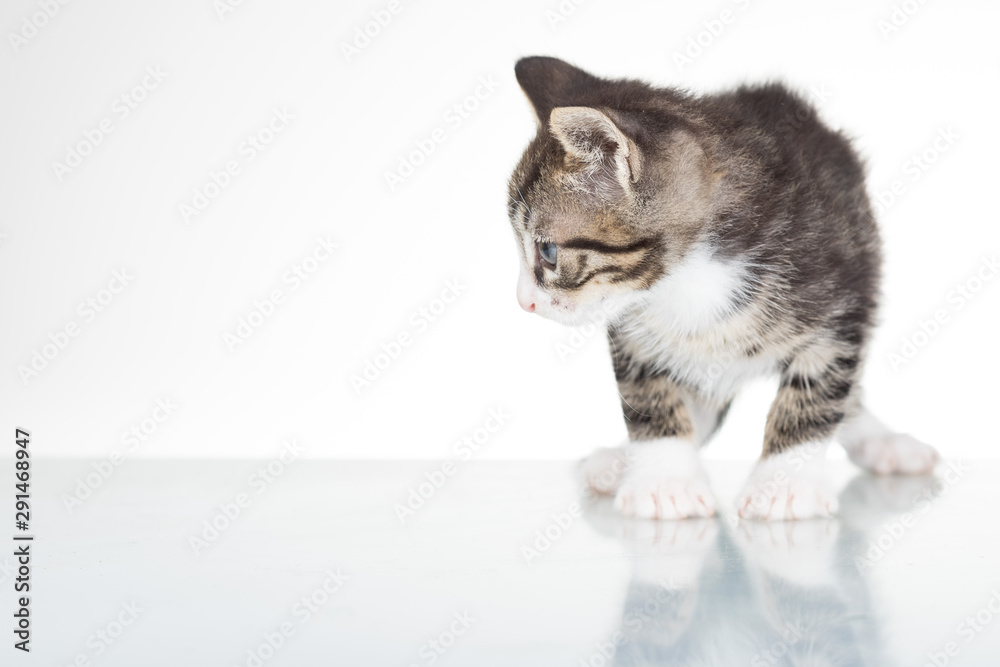 Cute young male cat in studio on white background