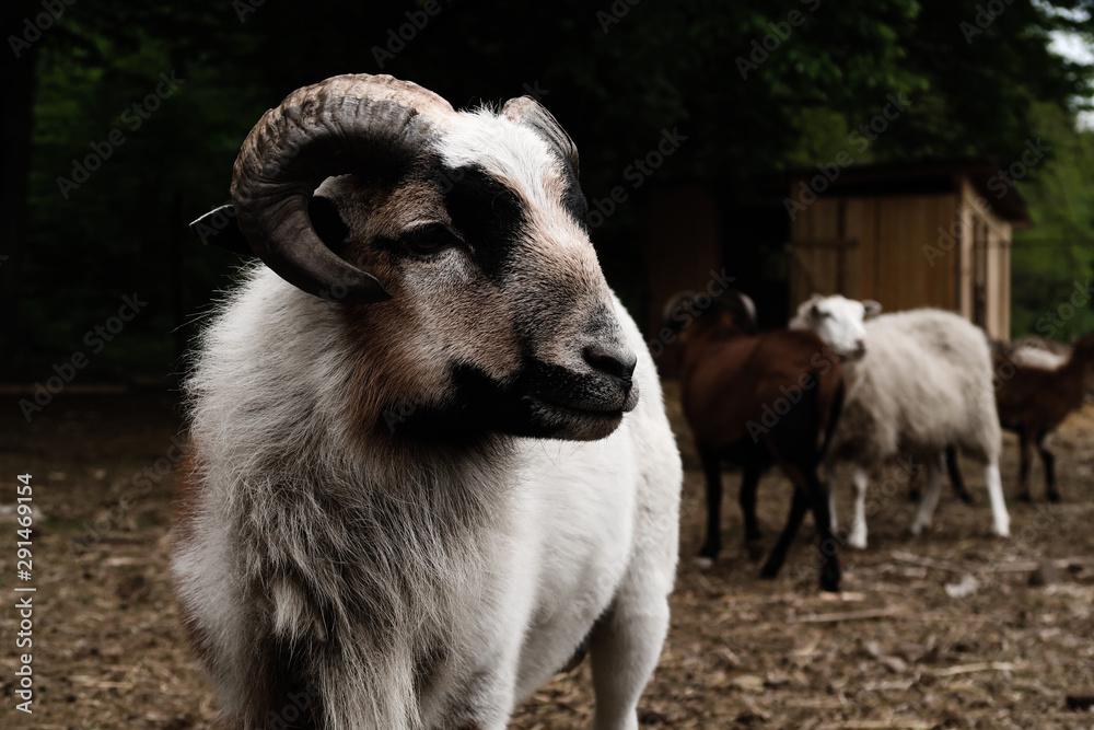 Goats and sheep in farm animals and their portraits, agriculture and nature