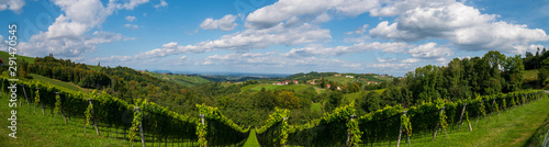 Weinberge in der Südsteiermark, Österreich, im Spätsommer