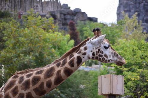 Canvas Print Giraffe in zoo