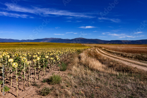 FIELD OF SUNFLOWERS AND HORIZON WITH ROAD AND MOUNTAINS ON BLUE SKY IN SPAIN