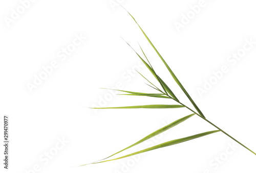 Dry common bulrush green stem, plant isolated on white background