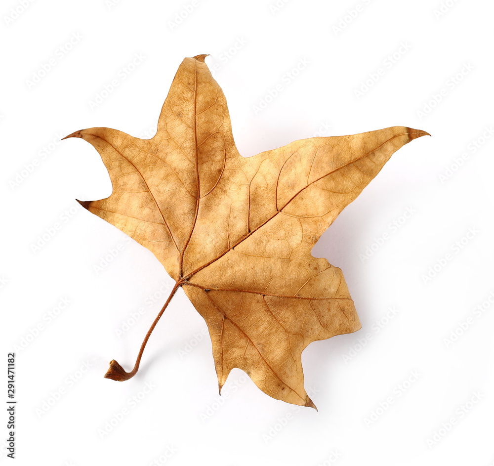 Dry autumn, fall leaf isolated on white background Dry autumn, fall leaf isolated on white background