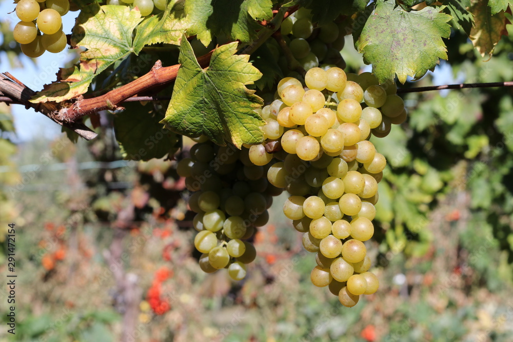 White grape in vineyard