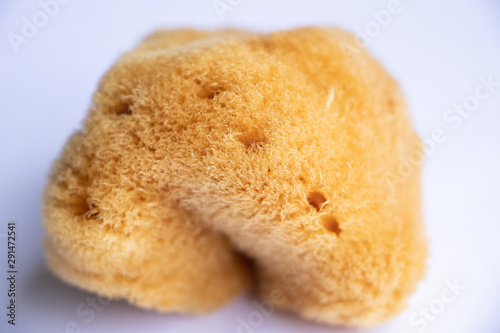 Bath sponge, Marine sponges in the family Spongiidae for education. photo
