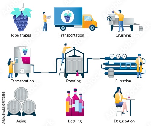 Stages of wine making process, vector isolated illustration