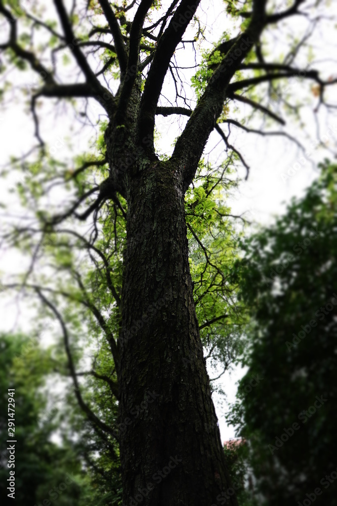 Fototapeta premium The tree is spectacular unusual