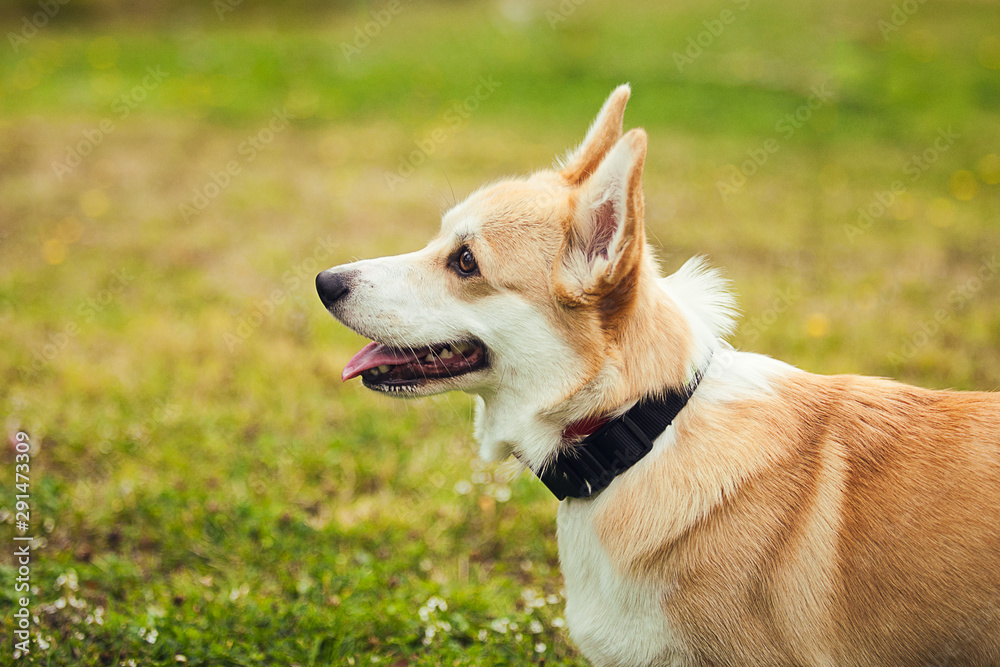 Portrait of the corgi in the park