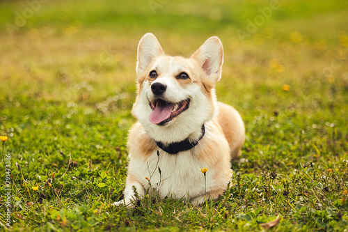 Portrait of the corgi couching on the grass