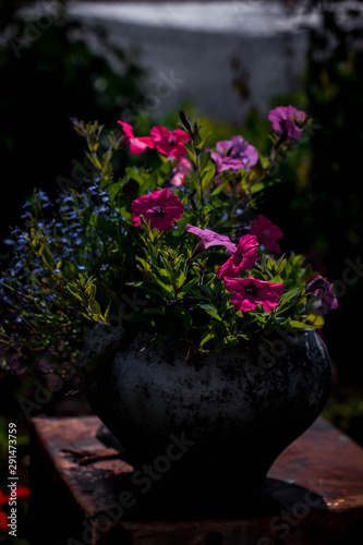 still life potted flowers in the garden