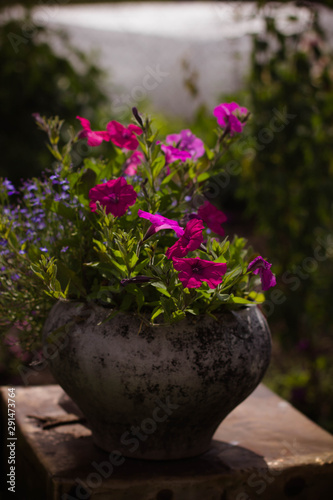 still life potted flowers in the garden