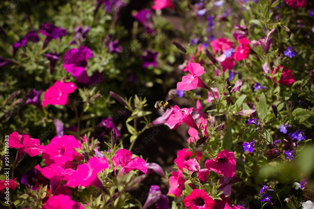 Obraz premium flowers bloom in the garden