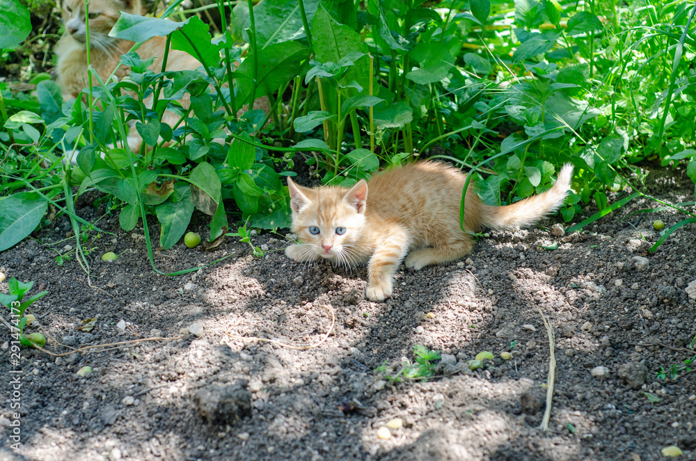 Naklejka premium Cats playing in the garden