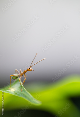 Weaver ant photo