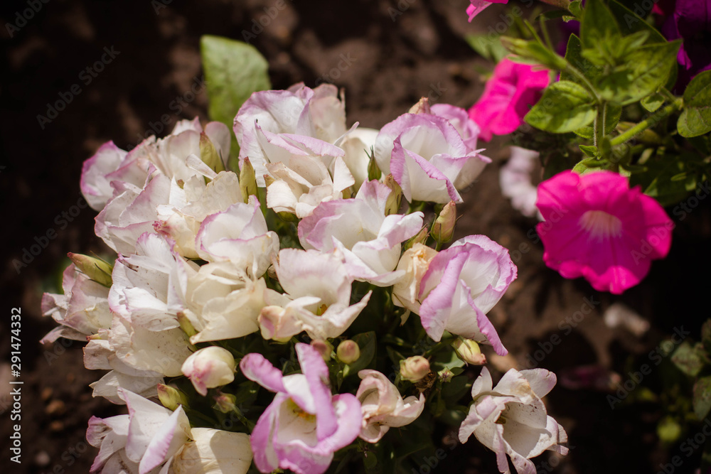 flowers bloom in the garden