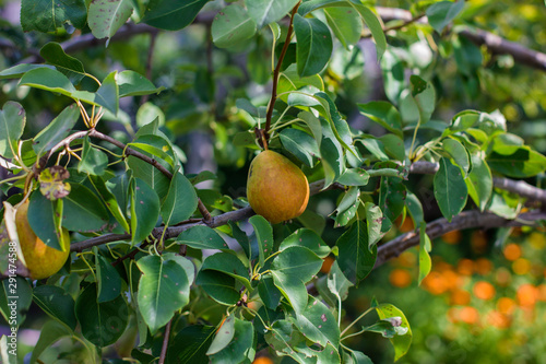 ripe pears hang on a tree in the garden