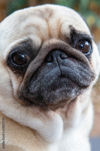 Cute Pug poses for the camera © monitor6