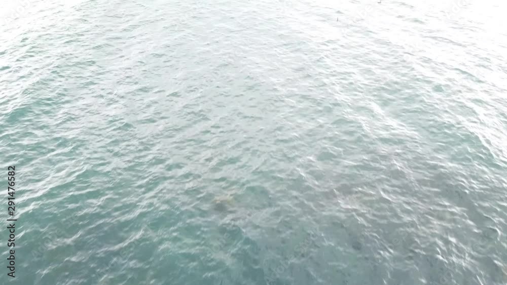 水鳥が漂う鉛色の海を進む 海鳥 志賀島 曇天 空撮 トラックアップ パンダウン 前進 鳥瞰 v10_277(DJI_0119_2) 水鳥が漂う鉛色の海を進む 海鳥 志賀島 曇天 空撮 トラックアップ パンダウン 前進 鳥瞰 v10_277(DJI_0119_2)