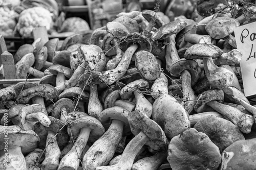 Beautiful collection of porcini mushrooms, Tuscany, Italy