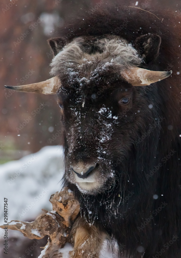Fototapeta Horned head close-up, sharp horns and power. polar relic beast of the ice age hairy musk ox beast on winter snow.