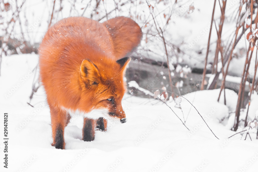 Obraz premium Peppy fox in the forest. Sniffs looking (on the hunt). red fluffy fox in the snow during a snowfall. Snowflakes on the wool.