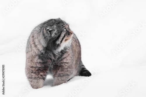 Isolated on white snow background (snow field) .. brutal fluffy wild cat manul on white snow. photo