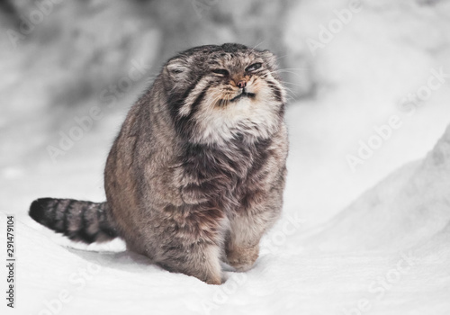 A smile is smiling on the face. A contented cat, snow all around, fluffy fur. brutal fluffy wild cat manul on white snow. photo