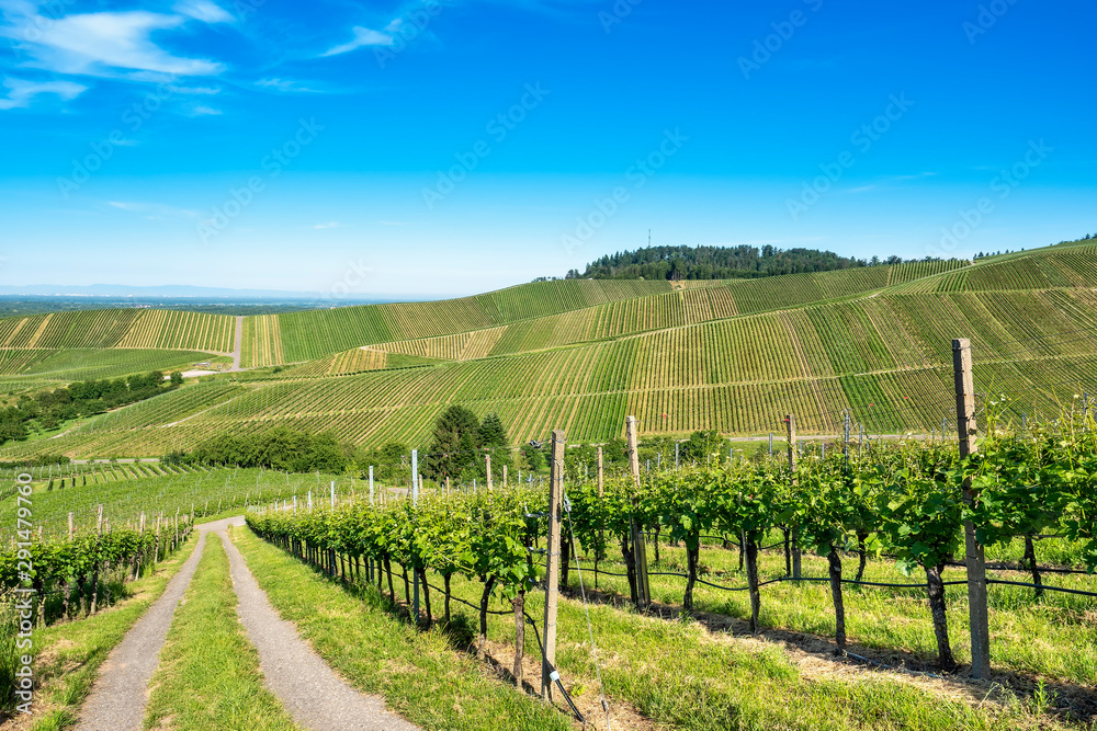 View over green vineyard landscape against blue sky