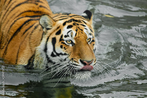 Sneaks up and licks. Young tiger with expressive eyes walks on the water (bathes), Predator's muzzle close-up.