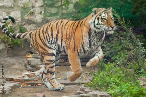 Fast and speedy run of the hunter. Young tiger deftly jumps on green grass  a beast in a jump on a background of greenery of the jungle  forest   hunting a predator