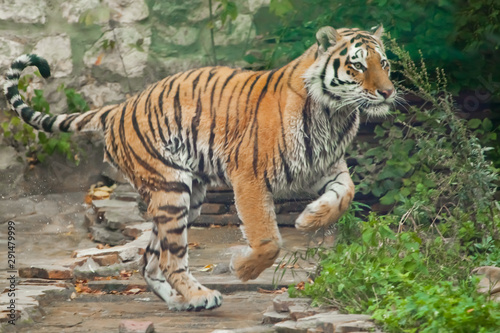 Fast and speedy run of the hunter. Young tiger deftly jumps on green grass, a beast in a jump on a background of greenery of the jungle (forest), hunting a predator