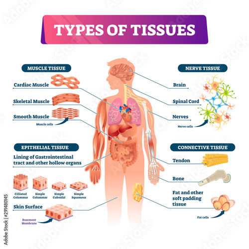 Types of tissues vector illustration. Labeled inner organ structure scheme.