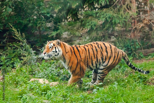 Purposeful running. Young tiger deftly jumps on green grass, a beast in a jump on a background of greenery of the jungle (forest), hunting a predator