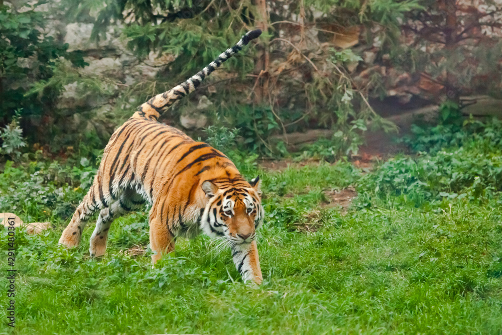 Fototapeta premium Tiger on green, tail sticking out. Young tiger deftly jumps on green grass, a beast in a jump on a background of greenery of the jungle (forest), hunting a predator
