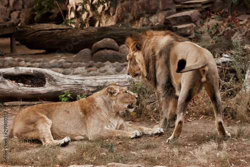 Male and female lion against the background of bushes