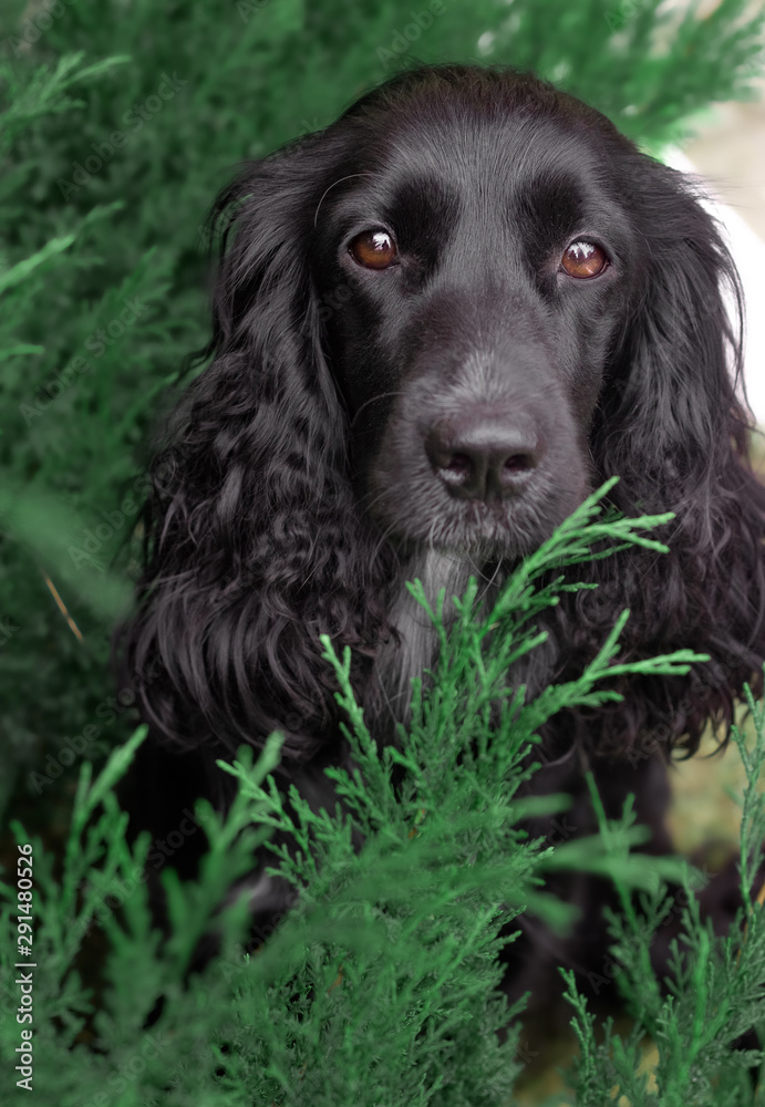 Black hunting Russian Spaniel sits beautifully in the green grass portrait