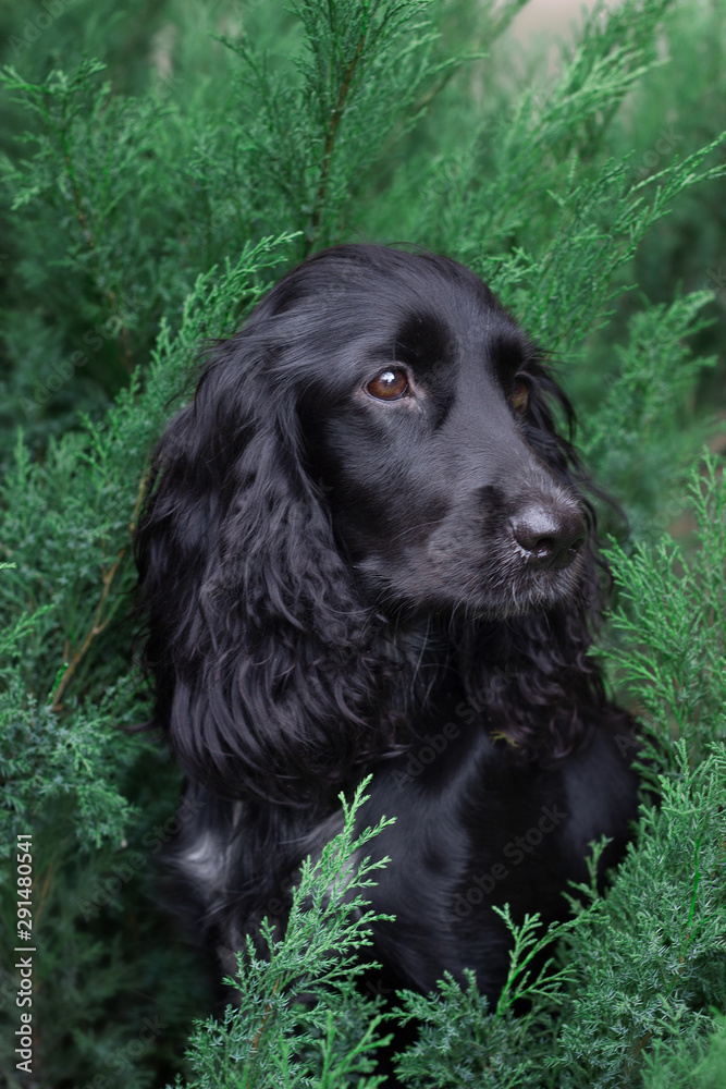 Black hunting Russian Spaniel sits beautifully in the green grass portrait Black hunting Russian Spaniel sits beautifully in the green grass portrait
