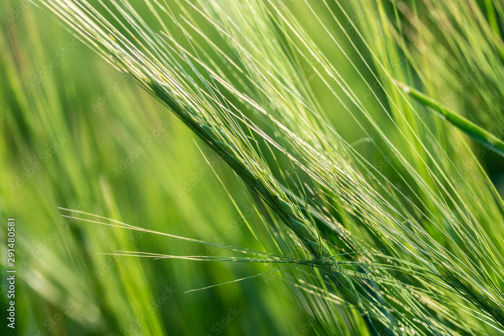 ears of grass swaying in wind on summer meadow at sunny day ears of grass swaying in wind on summer meadow at sunny day