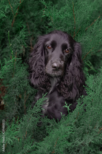 Black hunting Russian Spaniel sits beautifully in the green grass portrait