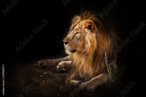 Fototapeta Naklejka Na Ścianę i Meble -   beast is a powerful maned male lion. Impressively lies and rests at night, black background, consecrated by light.