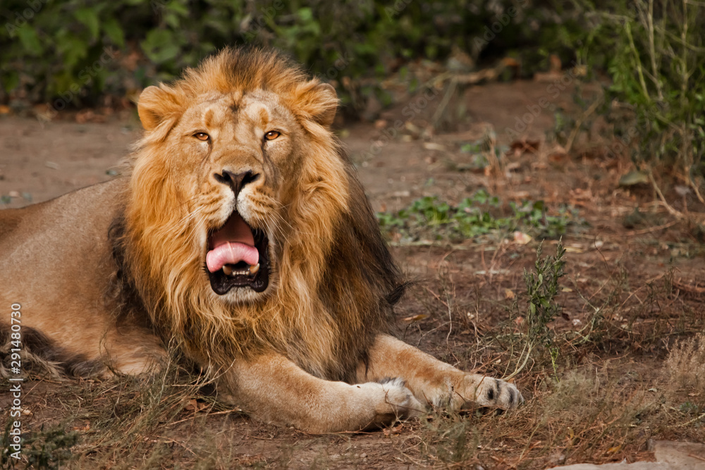 yawns, red mouth and tongue. powerful male lion with a beautiful mane impressively lies against the background of bushes. yawns, red mouth and tongue. powerful male lion with a beautiful mane impressively lies against the background of bushes.