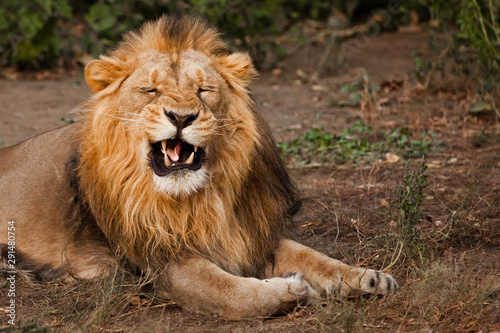 roars  opening his mouth and showing his teeth. powerful male lion with a beautiful mane impressively lies against the background of bushes.