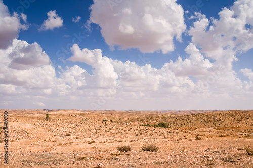 desert plain covered with rare plants against a blue sky and white clouds